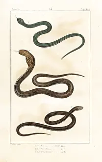 Pretre: Indian, Peruvian and Brazilian cobras