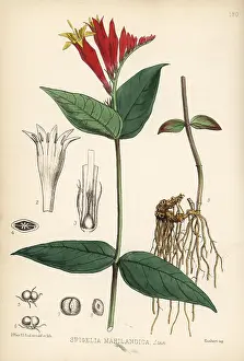 Spigelia: Indian pink-root or Maryland pink-root, Spigelia marilandica