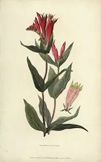 Conspicua: Indian pink, Spigelia marilandica