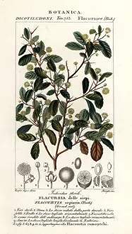 Stanghi: Indian plum, Flacourtia indica