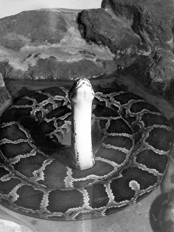 Mangrove: INDIAN PYTHON
