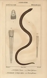 Cerberus: Indian python, Python molurus, and New Guinea