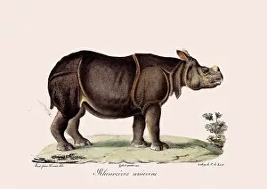 Cuvier: Indian Rhinoceros
