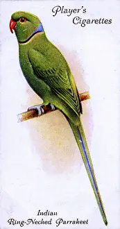 Necked: Indian Ring-Necked Parrakeet
