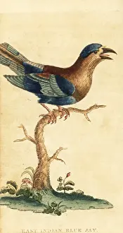 Sri Lanka: Indian roller, Coracias benghalensis