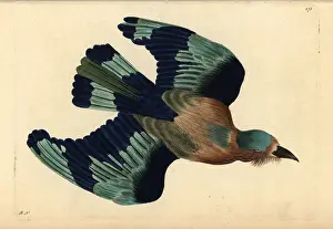 Coracias: Indian roller, Coracias benghalensis