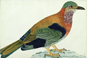 Himalayas: Indian Roller, Coracias benghalensis