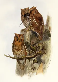 Owls: Indian Scops Owl (Otus scops sunia)