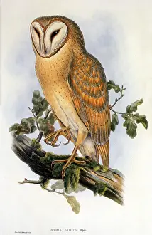 Screech: Indian Screech Owl (Strix indica)