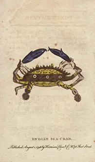 1798 1802: Indian sea crab with yellow shell, marked with