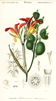 Louis Joseph Edouard Maubert: Indian shot, Canna indica