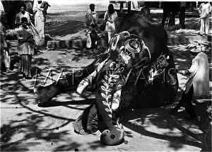 Forelegs: INDIAN STATE ELEPHANT
