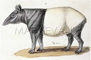 Tapir: INDIAN TAPIR BUFFON?