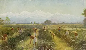 Hoeing: INDIAN TEA PLANTATION