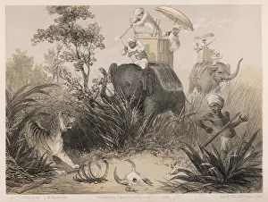 Effective: Indian Tiger hunt