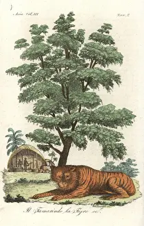 Tamarind: Indian tiger underneath a tamarind tree