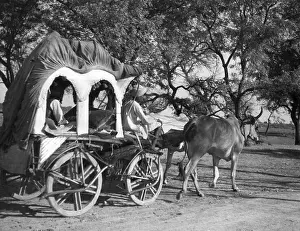 Oxen: Indian touring car, 1936