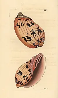 Volute: Indian volute or bailer shell, Melo melo