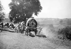 Yoke: Indian yokes of oxen, 1931