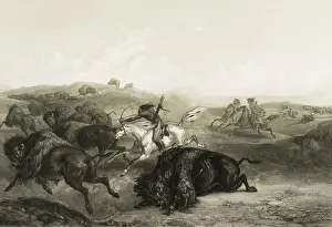 Bison: Indians hunting bison with archery bow