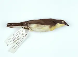 Indicator: Indicator indicator, greater honeyguide