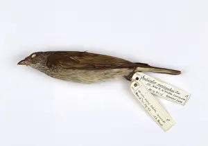 Indicator: Indicator variegatus, scaly-throated honeyguide