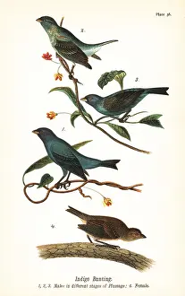 Indigo: Indigo bunting, Passerina cyanea