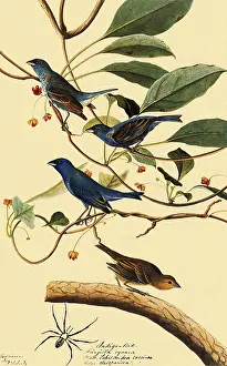 Indigo: Indigo Bunting, Passerina cyanea