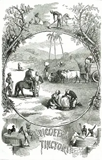 Bleaching: INDIGO CULTIVATION 1871