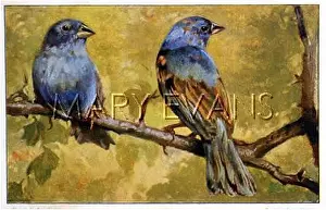 Indigo: Indigo Finches