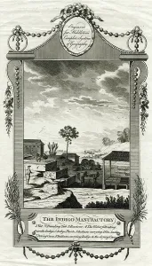 Indigo: Indigo manufactory in India