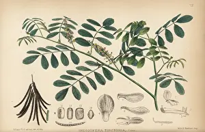 Indigo: Indigo or nil, Indigofera tinctoria