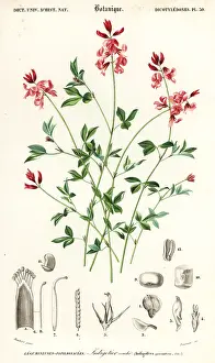 Indigo: Indigo plant, Indigofera procumbens