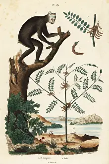 Indigo: Indigo plant and indri