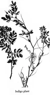 Indigo: Indigo - Plant - Nature - Historical