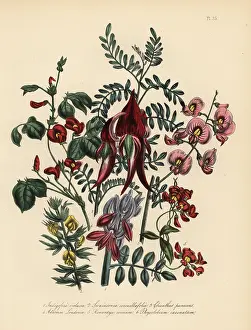 Indigo: Indigo tree, glory pea, kennedya, and other species