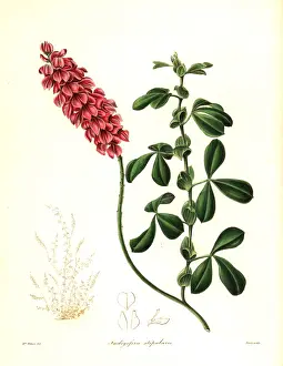 Alpina: Indigofera alpina