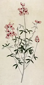 1792: Indigofera Candicans