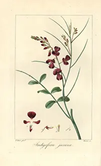 Bessa: Indigofera juncea
