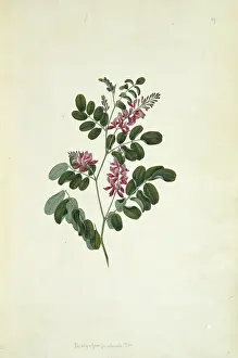 Indigo: Indigofera pratensis, forest indigo