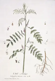 Indigo: Indigofera tinctora, indigo