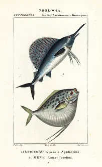 Cucumber: Indo-Pacific sailfish and moonfish