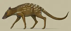 Eocene: Indohyus prehistoric mammal, side view. One of