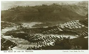 Terracing: Indonesia - Java - Rice Fields at Preanger