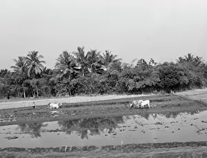 Java: INDONESIAN AGRICULTURE