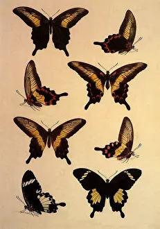 Occur: Indonesian Papilios