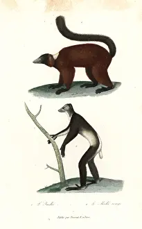 Ruffed: Indri and red-ruffed lemur