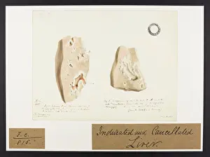 Liver: Indurated and Cancellated Liver