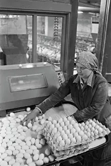 Enterprise: Industriya - Industry subsidiary husbandry
