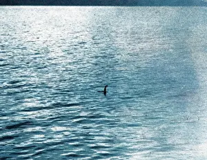 An infamous image of the Loch Ness Monster